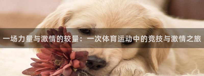 凯发官网下载平台注册要钱吗安全吗：一场力量与激情的较量：一次